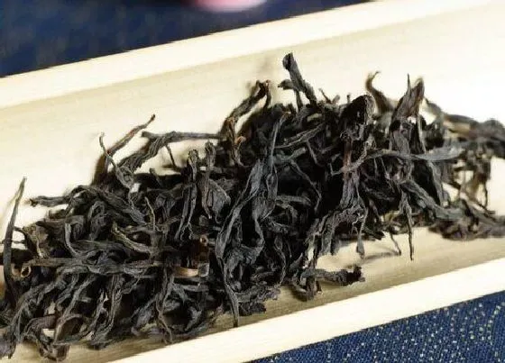 植物常识问题|正山小种的功效与作用