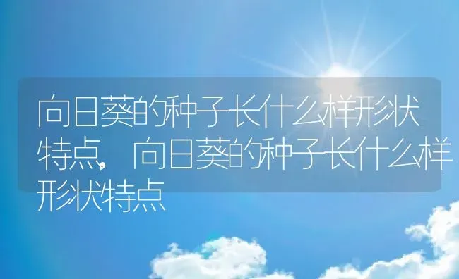 向日葵的种子长什么样形状特点,向日葵的种子长什么样形状特点 | 养殖常见问题