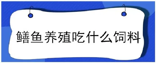 鳝鱼养殖吃什么饲料 | 生活常识