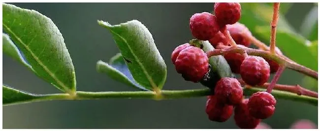 花椒蚜虫防治最佳农药 | 生活常识