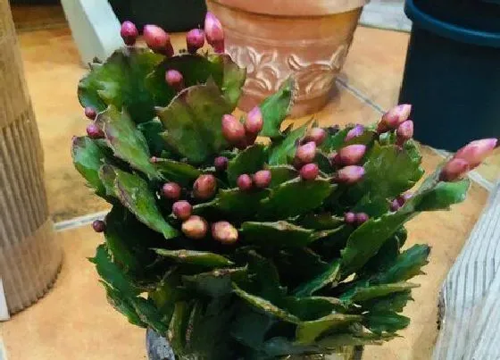植物常识问题|用什么养护蟹爪兰保肥又保水