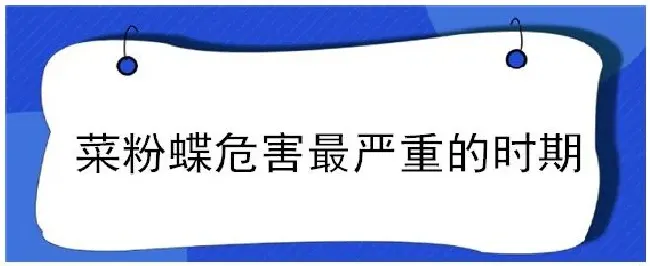 菜粉蝶危害最严重的时期 | 科普知识