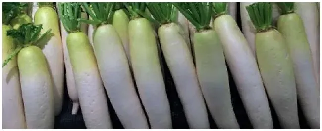 萝卜用什么农药 | 农业答疑