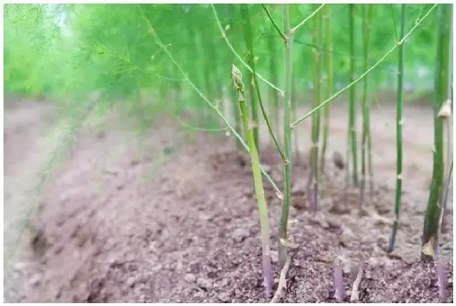 芦笋种植一次可以多年采收，它在苗期要怎么管？ | 农业常识