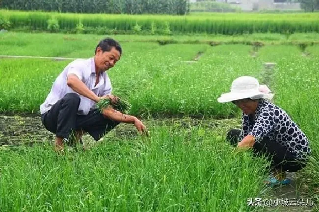 植物常识问题|刚割完的韭菜撒草木灰怎么放（割掉后能用草木灰追肥吗）