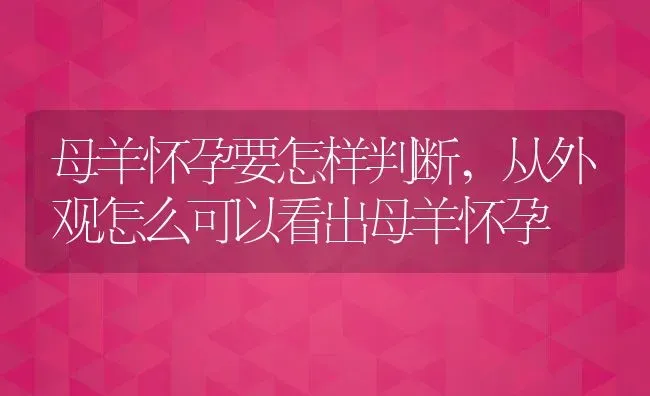 母羊怀孕要怎样判断,从外观怎么可以看出母羊怀孕 | 养殖常见问题