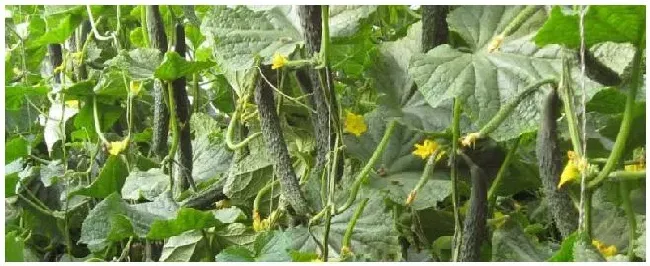 2月适合种植什么菜2月适合种植什么水果 | 农业问题