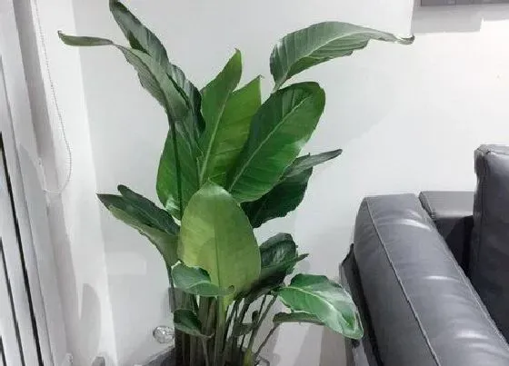 植物常识问题|鹤望兰长花苞了如何进行养护