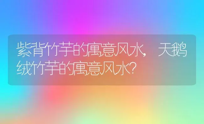 紫背竹芋的寓意风水,天鹅绒竹芋的寓意风水？ | 养殖常见问题