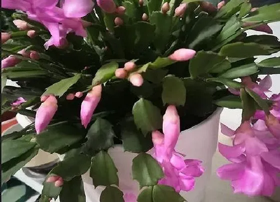 植物常识问题|蟹爪兰开花时间太短了怎么办  如何延长花期