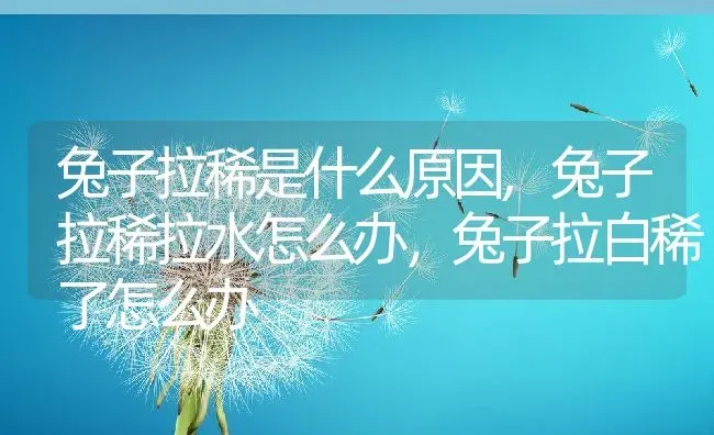 兔子拉稀是什么原因,兔子拉稀拉水怎么办，兔子拉白稀了怎么办 | 养殖常见问题