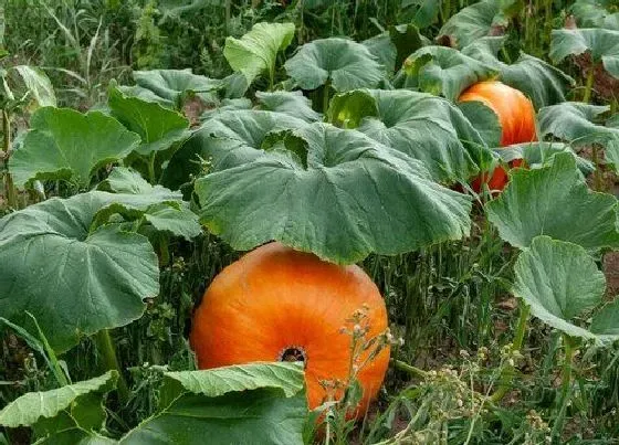 植物常识问题|南瓜品种
