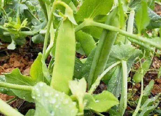 植物常识问题|荷兰豆和豌豆的区别