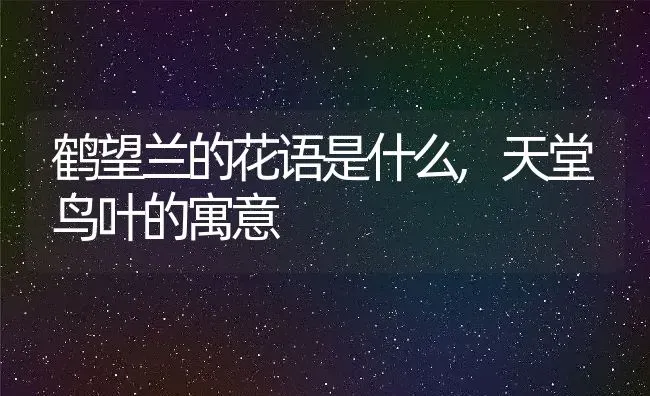 鹤望兰的花语是什么,天堂鸟叶的寓意 | 养殖常见问题