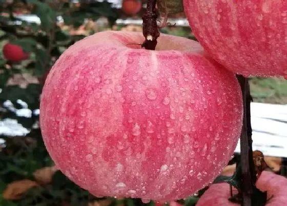 植物常识问题|秋天成熟的十种水果图片（秋季有什么果实成熟大全）