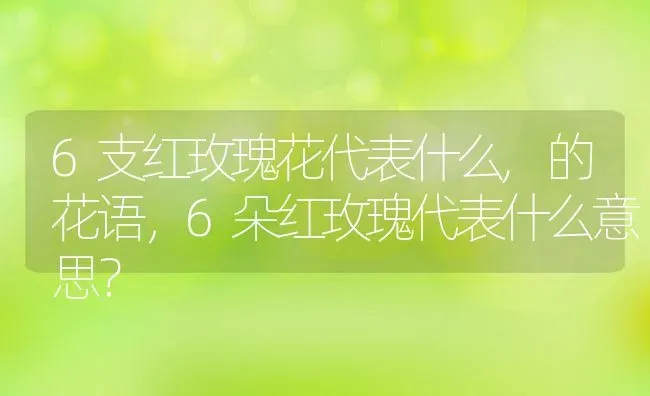 6支红玫瑰花代表什么,的花语，6朵红玫瑰代表什么意思？ | 养殖常见问题