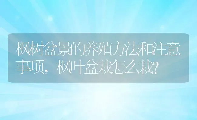 枫树盆景的养殖方法和注意事项,枫叶盆栽怎么栽？ | 养殖常见问题