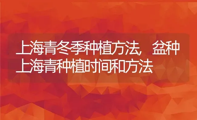 上海青冬季种植方法,盆种上海青种植时间和方法 | 养殖常见问题