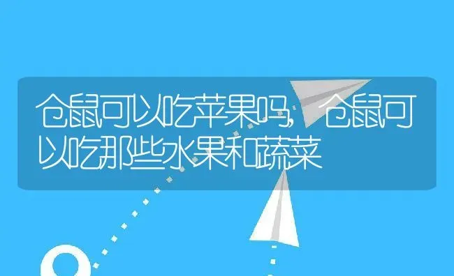 仓鼠可以吃苹果吗,仓鼠可以吃那些水果和蔬菜 | 养殖常见问题