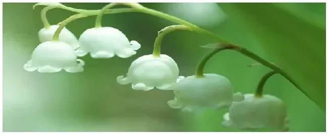 铃兰花的特点 | 三农答疑