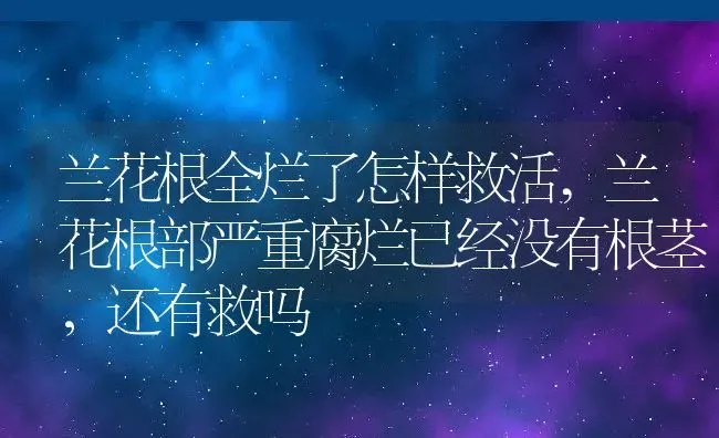 兰花根全烂了怎样救活,兰花根部严重腐烂已经没有根茎，还有救吗 | 养殖常见问题