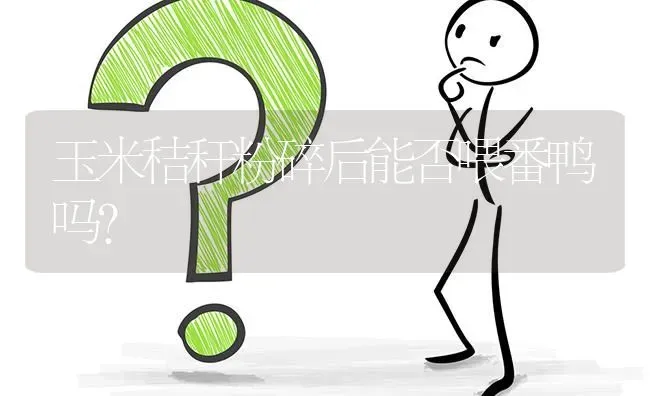 玉米秸秆粉碎后能否喂番鸭吗? | 养殖问题解答