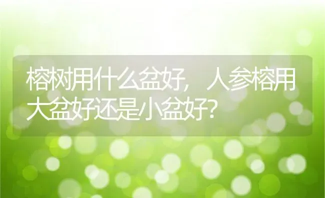 榕树用什么盆好,人参榕用大盆好还是小盆好？ | 养殖常见问题