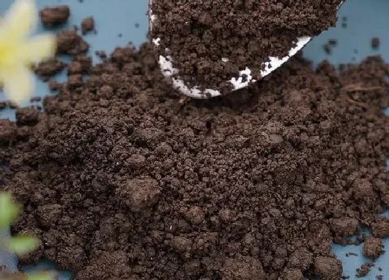 植物常识问题|绿植养护中需要用到哪些生长水