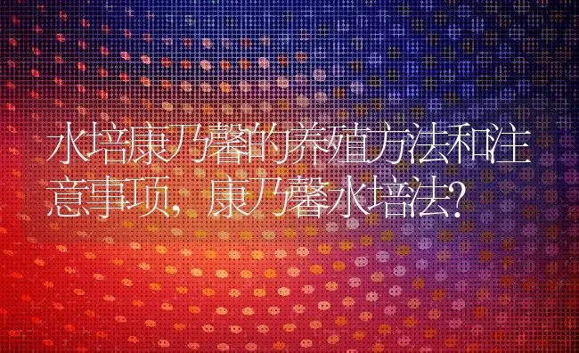 水培康乃馨的养殖方法和注意事项,康乃馨水培法？ | 养殖常见问题