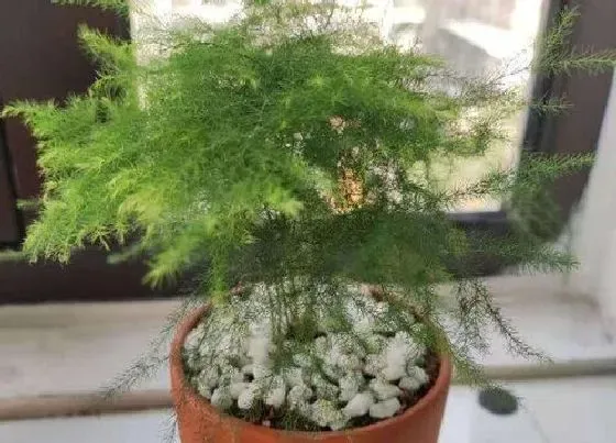植物常识问题|文竹怎么养才能够养出好状态