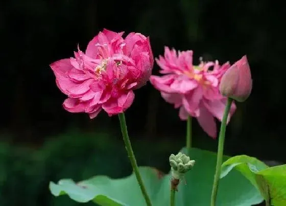 植物常识问题|一叶莲为什么只长叶子不开花