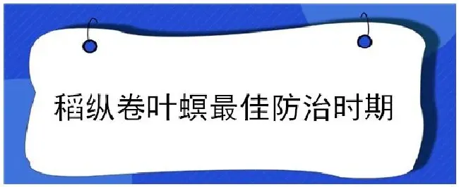 稻纵卷叶螟最佳防治时期 | 三农问答