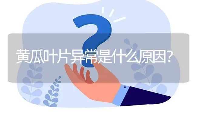 黄瓜叶片异常是什么原因? | 养殖问题解答