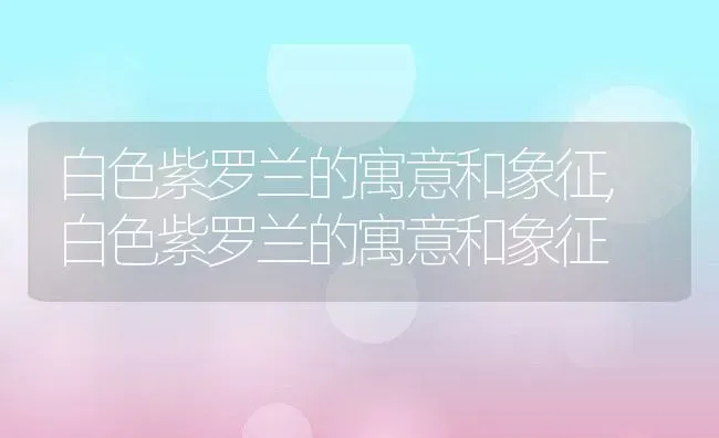 白色紫罗兰的寓意和象征,白色紫罗兰的寓意和象征 | 养殖常见问题