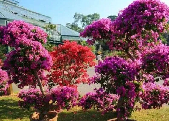 植物常识问题|三角梅如何打造新芽长满盆