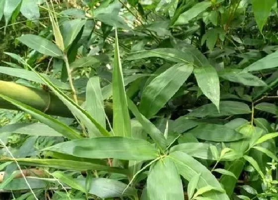 植物常识问题|假蒌的使用方法