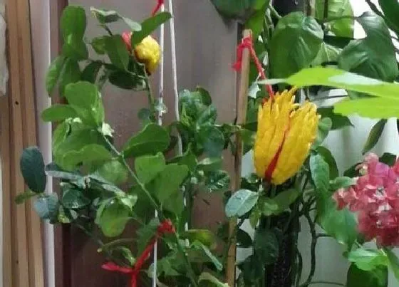 植物常识问题|佛手剪枝和扦插方法