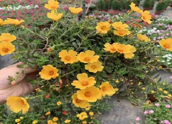 植物常识问题|夏天如何让太阳花爆满盆