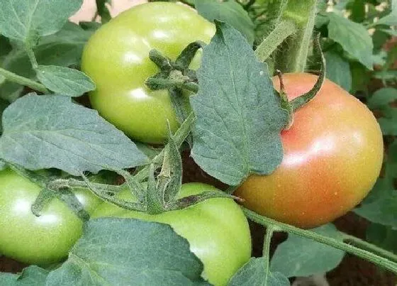 植物常识问题|西红柿施肥的正确方法（种植西红柿全过程施肥料技术）