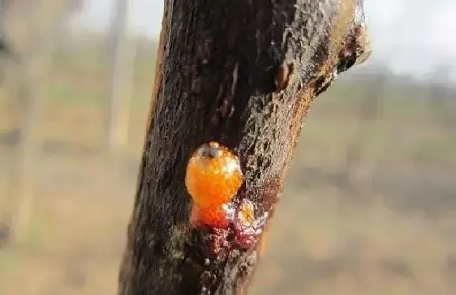 植物常识问题|哪些树容易得溃疡病（果树溃疡病用什么药效果好）