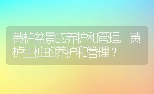 黄栌盆景的养护和管理,黄栌生桩的养护和管理？ | 养殖常见问题