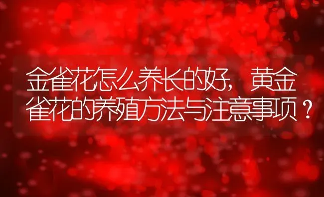 金雀花怎么养长的好,黄金雀花的养殖方法与注意事项？ | 养殖常见问题