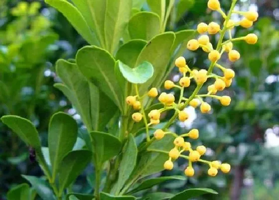 植物常识问题|米兰花如何养护开花翻倍