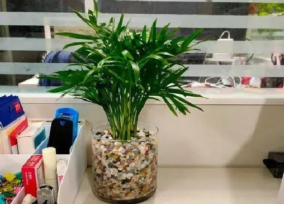 植物常识问题|室内袖珍椰子怎么养护越长越饱满