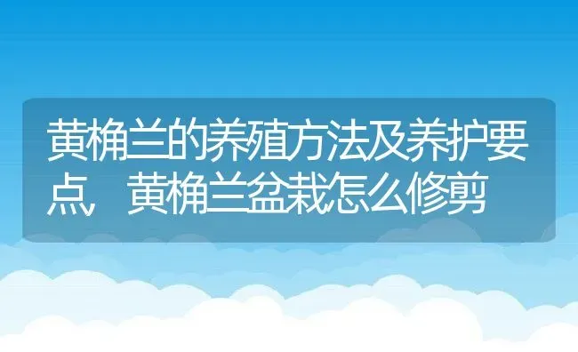 黄桷兰的养殖方法及养护要点,黄桷兰盆栽怎么修剪 | 养殖常见问题