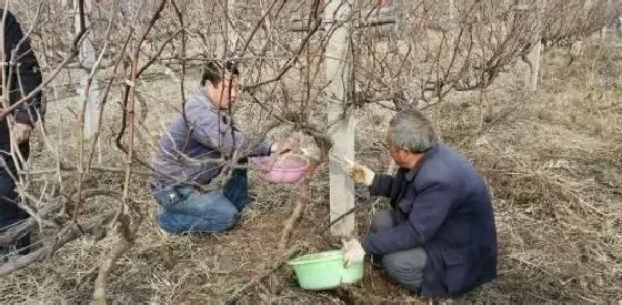 植物常识问题|哪些树容易得溃疡病（果树溃疡病用什么药效果好）