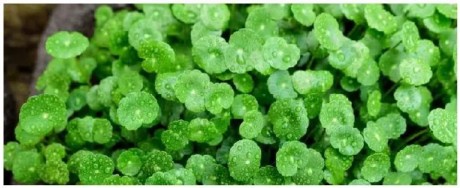 铜钱草怎么过冬 | 生活常识