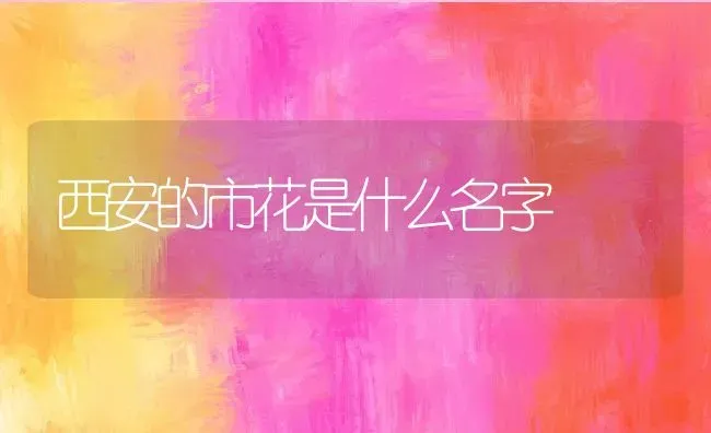 西安的市花是什么名字 | 养殖常见问题