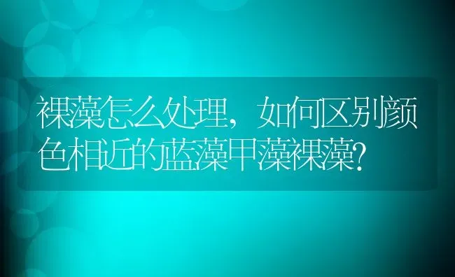 裸藻怎么处理,如何区别颜色相近的蓝藻甲藻裸藻？ | 养殖常见问题