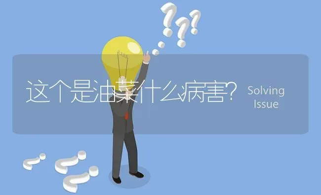 这个是油菜什么病害? | 养殖问题解答